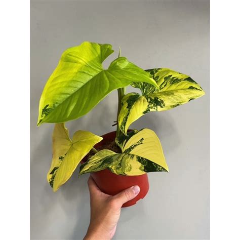 濃黃斑龜背芋|濃黃斑合果芋syngonium variegata daurea(龜背芋、蔓。